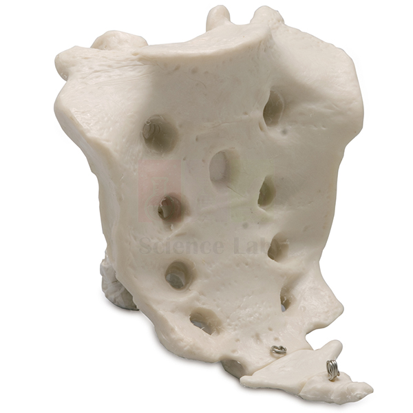 Human Sacrum and Coccyx-2